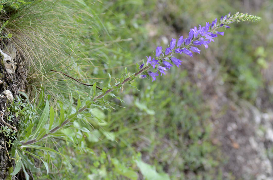 Campanula spicata  / Campanula spigata